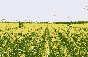 古浪县玉米种植情况如何