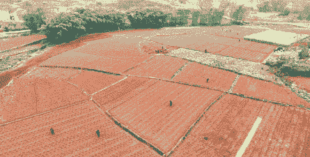 宜宾市玉米种植在哪里啊