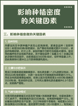 玉米种植多远一棵合适呢