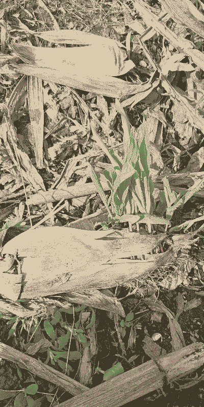 玉米种植后长芽怎么办呢