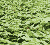 玉米种植几天下雨好不好