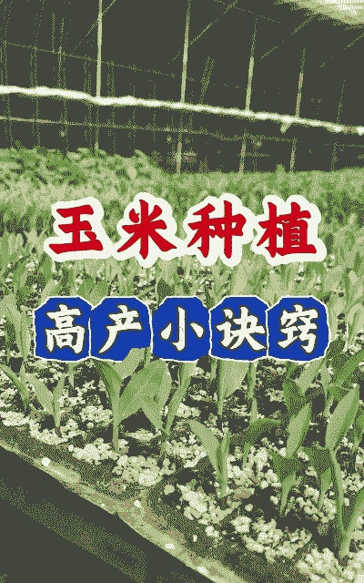 超大穗玉米种子怎么种植