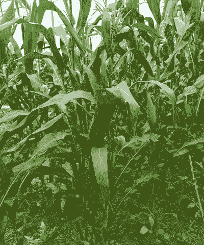 玉米种植多久采摘一次最好