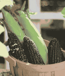 扶沟黑糯玉米种植时间和地点