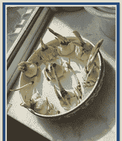 玉米种成水仙花怎么种植