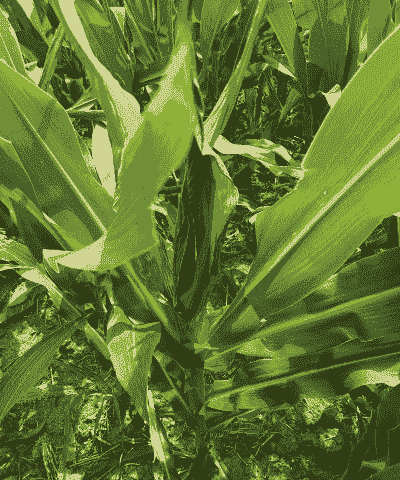 玉米种植后枯萎了怎么办