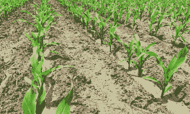 玉米种植盖多厚的土好呢