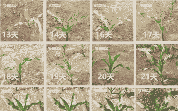 横州校倚甜玉米种植周期