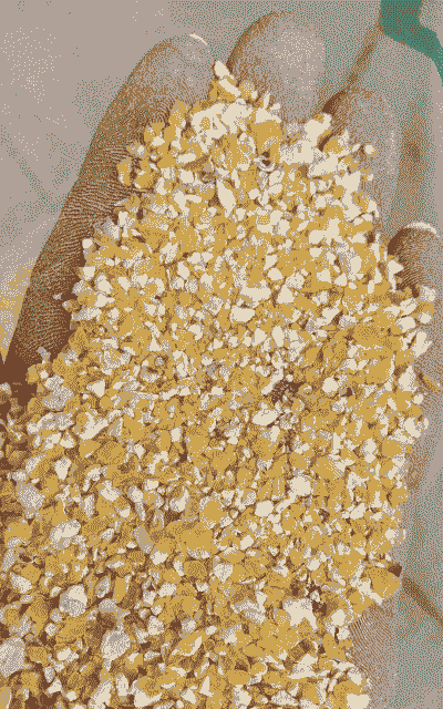 适合纯沙地种植的玉米种子