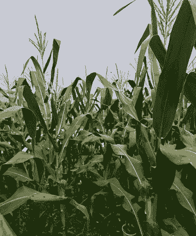 吴江盛泽玉米种植基地在哪里