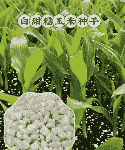 濉溪县种植什么玉米种子