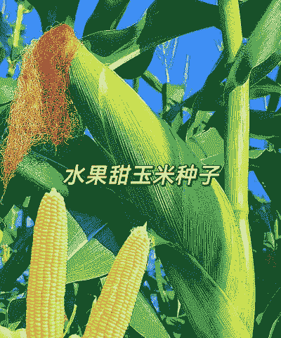 水果玉米种植季节是什么时候