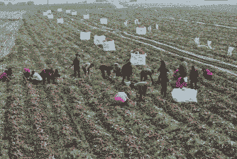 淅川红薯玉米种植时间和地点