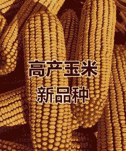 推荐适宜河北种植的玉米种子