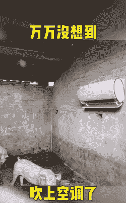 母猪产后可以吹电风扇