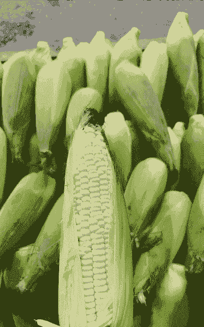 哪里有鲜糯玉米种植户买