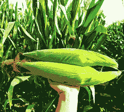 笨玉米种植特点是什么呢