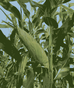 东北山地种植的玉米种子