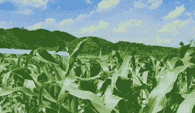 西坪玉米种植地点在哪里