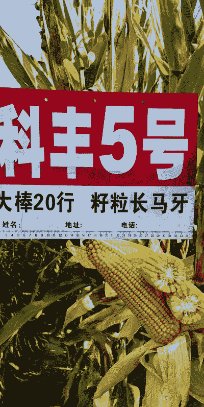 五号玉米种子怎么种植的