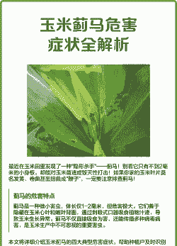 蓟马用玉米种植吗怎么养