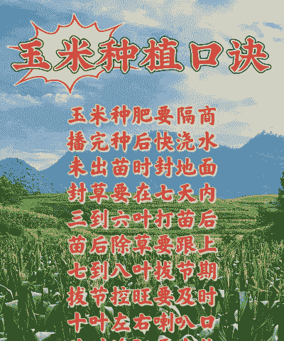 玉米种植八字箴言怎么写
