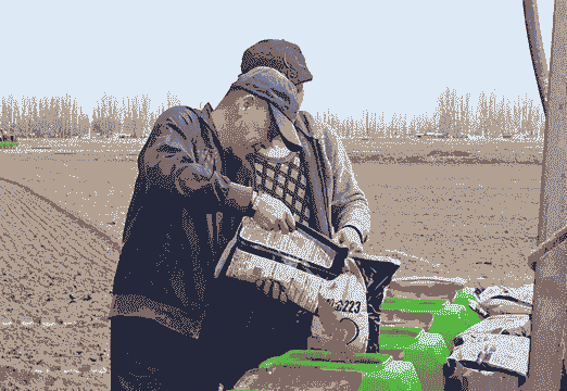 新疆如何种植玉米种子呢