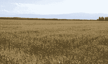 伊犁玉米种植区在哪儿呀