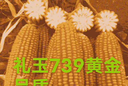 适合河南种植的优质玉米种子