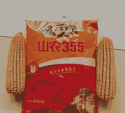 玉米种子适合山东种植的