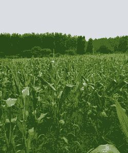 柳州市甜糯玉米种植面积