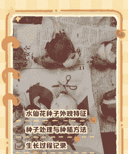 水仙花玉米种子怎么种植