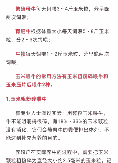 喂牛的玉米种植方法和技术