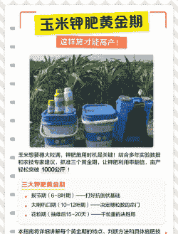 钾肥对玉米种植的作用有哪些