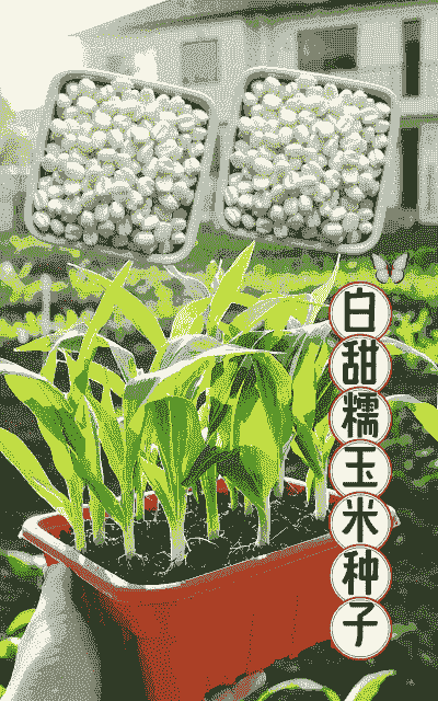 甜糯玉米种子种植的方法