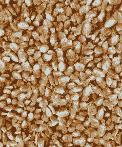 适合贵州省种植玉米种子