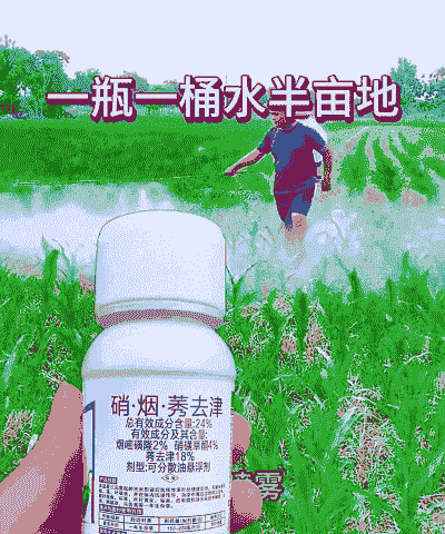 玉米种植可以打除草剂吗