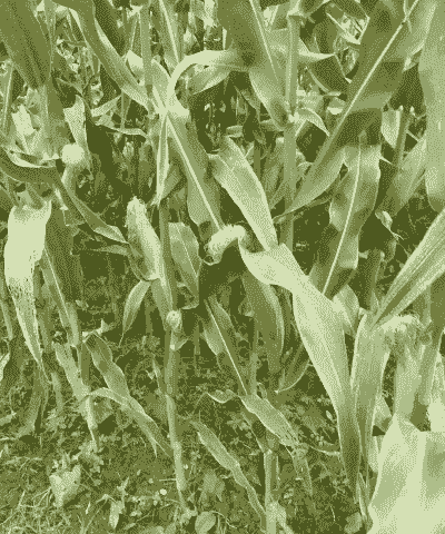 玉米种植半个月可以吗