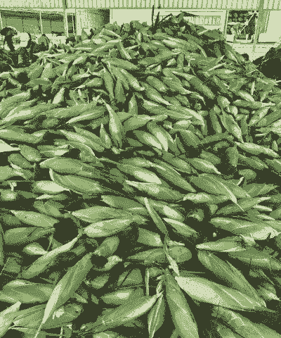 海南白石玉米种植基地有哪些