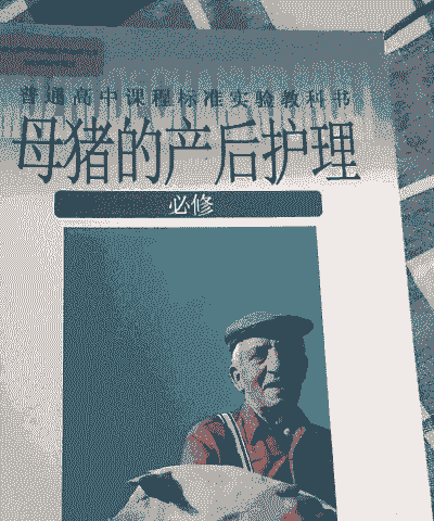 大学专业母猪的产后护理