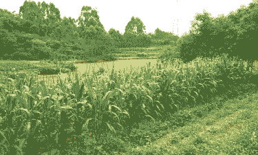 适合四川的玉米种植地区