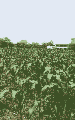 平顶山适合哪种玉米种植