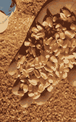 红寺堡玉米种植户有多少