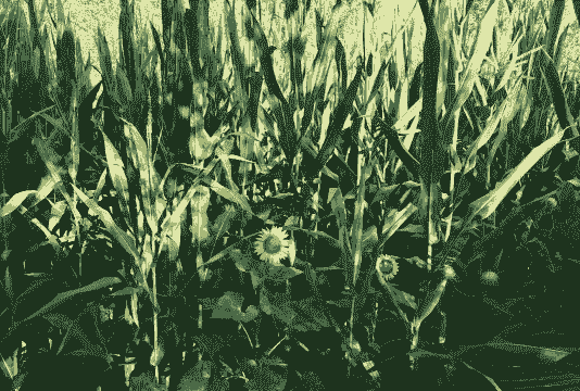 玉米种向日葵怎么种植方法