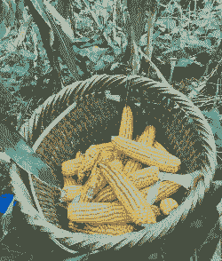 璧山本地玉米种植基地有哪些