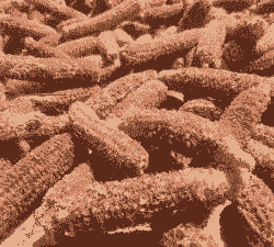 种植玉米种子准备材料有哪些