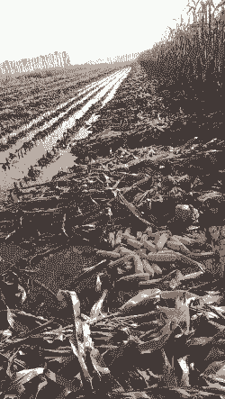 玉米种植后没有水怎么办