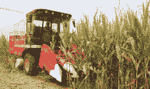 山东一亩地多少玉米种植