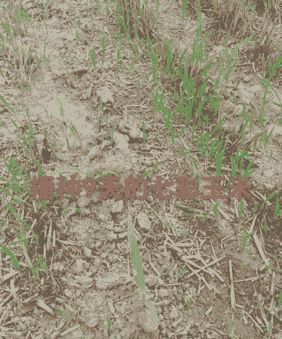 七彩玉米种植基地在哪里