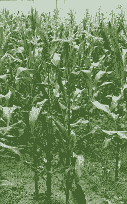 玉米种植过深会长出来吗